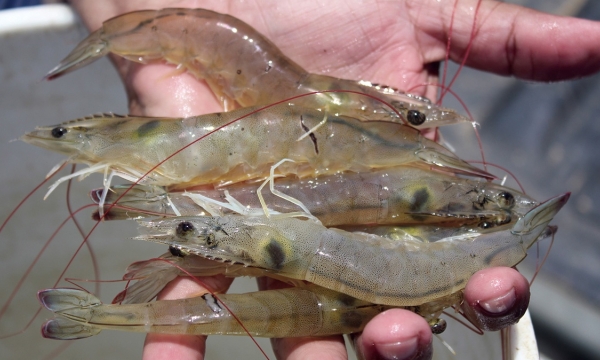 Strengthen the management of shrimp seed quality