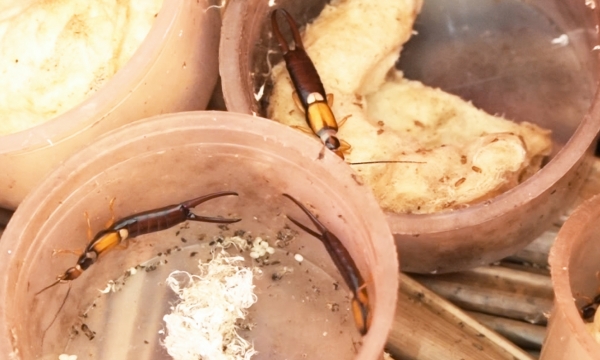 Quản lý bọ cánh cứng hại dừa bằng biện pháp sinh học