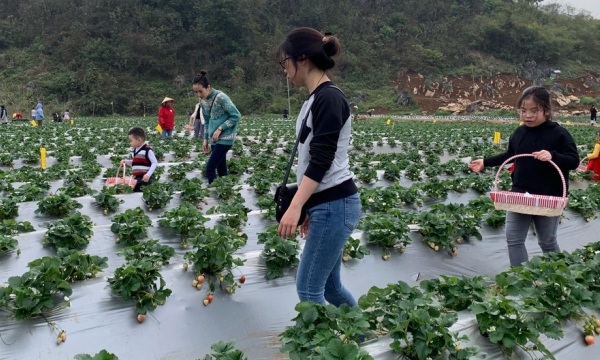 Strawberry growing combined with tourism brings hundreds of millions of income