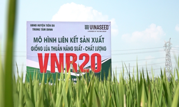 Lúa VNR20 cứng cây, chống đổ, năng suất cao trong vụ mùa 2021
