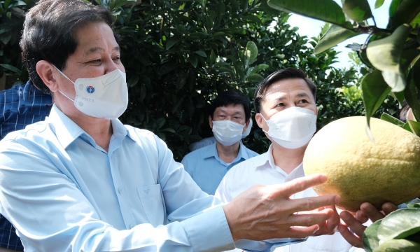 Bộ NN-PTNT gợi ý tỉnh Hòa Bình tái canh cây có múi