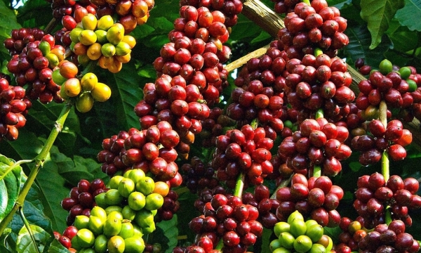 Xã chuyên sản xuất cà phê phấn đấu đạt chuẩn nông thôn mới nâng cao