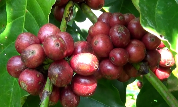 Dùng phụ phẩm nông nghiệp làm phân bón, thân chuối đắp gốc trồng cà phê