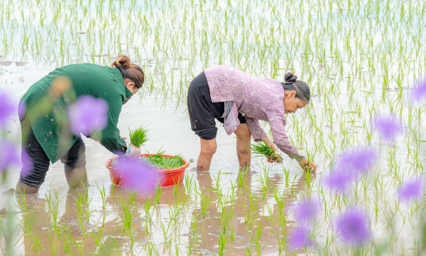 Hơn 250.000 ha đã đủ nước gieo cấy vụ Đông Xuân