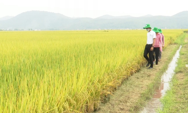 Hiệu quả từ liên kết sản xuất lúa-gạo hữu cơ ST25