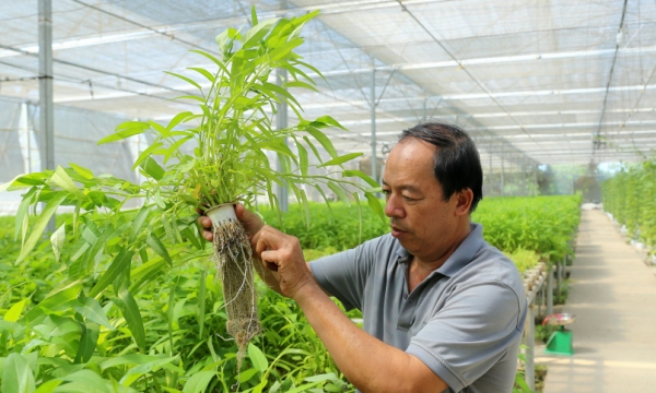 Nông dân Hà Nội trồng rau thủy canh thu tiền triệu