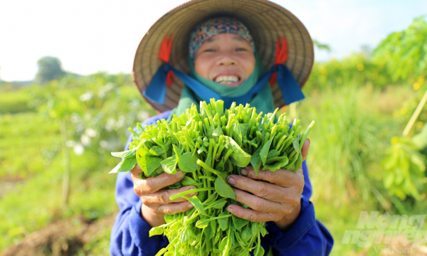 Nụ cười hạnh phúc bên trong trang trại trồng rau hữu cơ ở Hà Nội