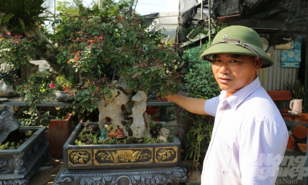 Trồng hoa hồng bonsai, tạo dáng độc lạ ở Hà Nội