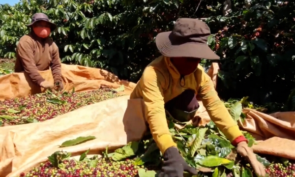 Giá cà phê biến động, nông dân trồng theo hướng hữu cơ vẫn lãi