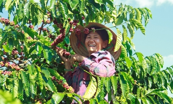 Việt Nam là nước xuất khẩu cà phê lớn thứ 2 vào Hà Lan