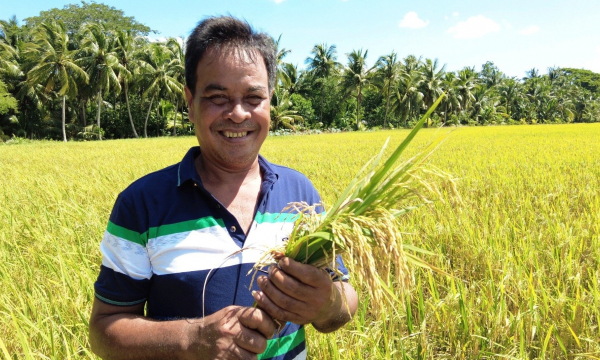 Trồng lúa theo hướng hữu cơ, nông dân lãi 50 triệu đồng/ha
