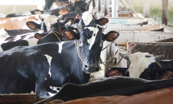 Giá thức ăn tăng cao, chăn nuôi bò sữa bỏ chuồng, chuyển nghề khác