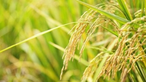 Cần lai tạo giống lúa mới chống chịu tốt sâu bệnh và biến đổi khí hậu