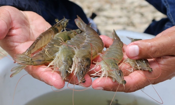 Môi trường ô nhiễm: Lực cản của nghề nuôi trồng thủy sản