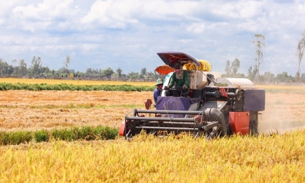 Lúa vụ đông xuân, nông dân ĐBSCL hưởng lợi hơn 40 triệu đồng/ha