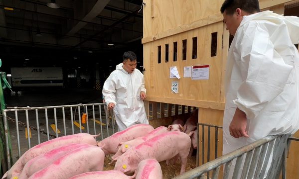 Gần 200 con lợn nái nhập ngoại qua kiểm dịch sân bay Nội Bài