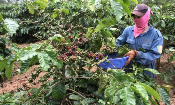 Dak Lak creates plans to assist farmers harvest coffee