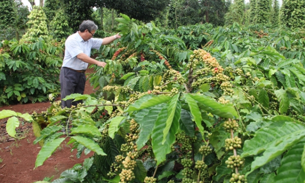 VnSAT contributes to the sustainable development of coffee cooperatives