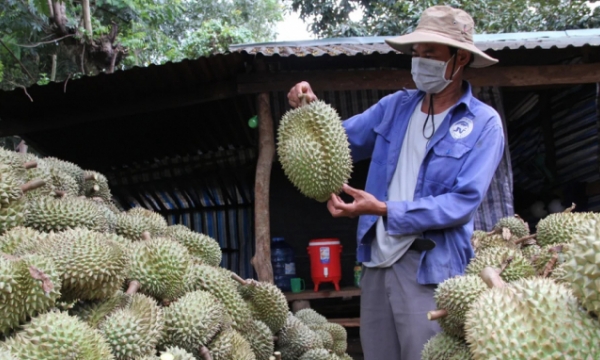 Trademark registration certificate granted for Krong Pac durian