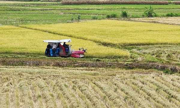 Đắk Lắk tìm giải pháp giảm phát thải, tăng năng suất lúa