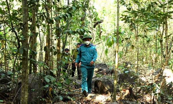 Triển khai nhiều phương án bảo vệ rừng