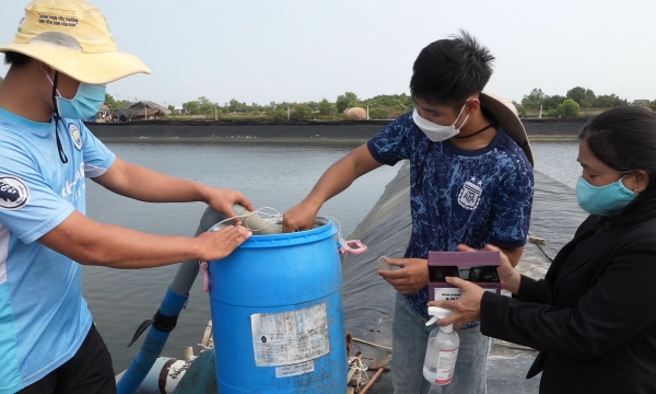 Hi-tech shrimp farming, a new trend in HCM City’s outskirts districts