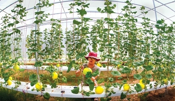 Nông dược Việt Nam hướng đến nông nghiệp xanh và bền vững