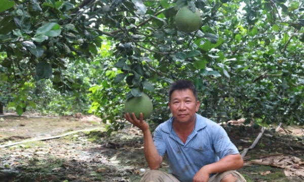 Khánh Hòa sẽ chuyển đổi gần 6.000 ha cây trồng