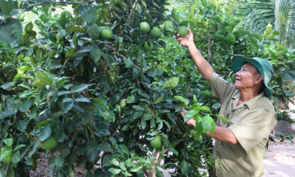 Phú Yên xây dựng vùng cây ăn quả gắn với chế biến hàng hóa