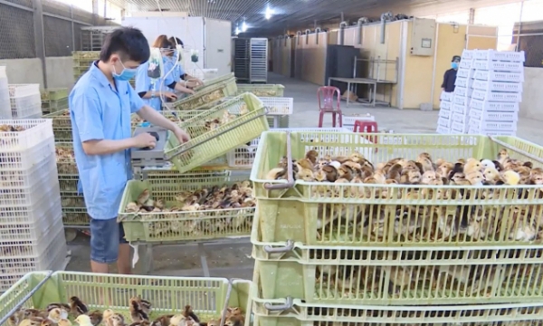 Khanh Hoa develops sustainable livestock industry adapting to climate change