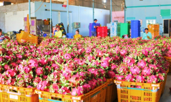 Binh Thuan expects support for the consumption of dragon fruit and watermelon