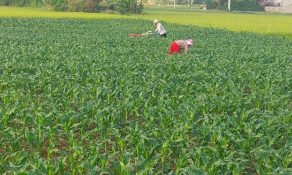 Chuyển hơn 2.000 ha đất lúa sang cây trồng có giá trị cao