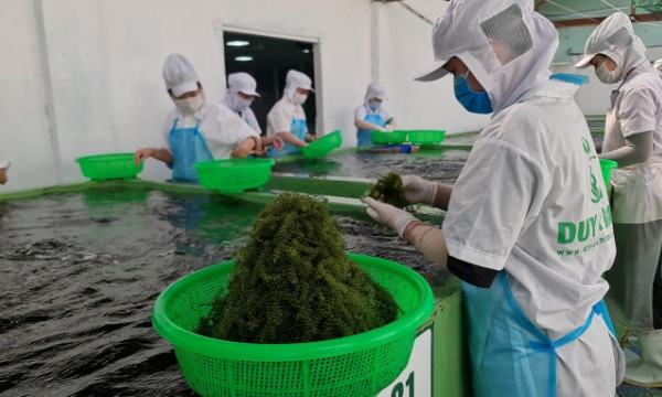 Building a sustainable chain for Vietnamese seaweed