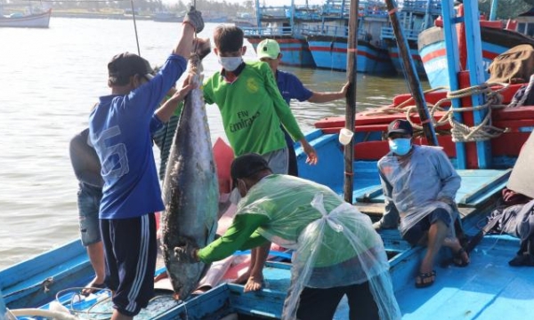 Phu Yen aims to take the lead in tuna fishing