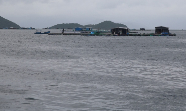 Ninh Thuan monitors water sources for shrimp seeds production following an oil spill