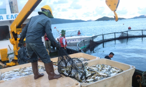 Khanh Hoa to sustainably develop industrial seaculture