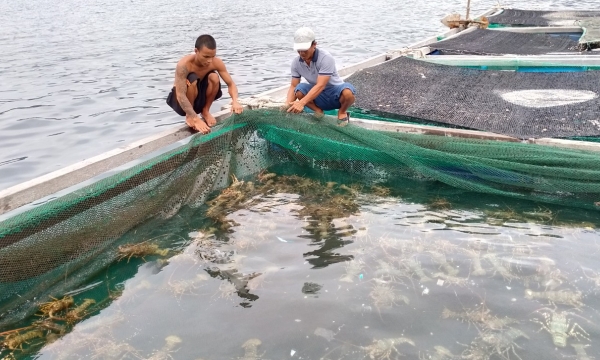 Solutions to sustainable development of lobster farming