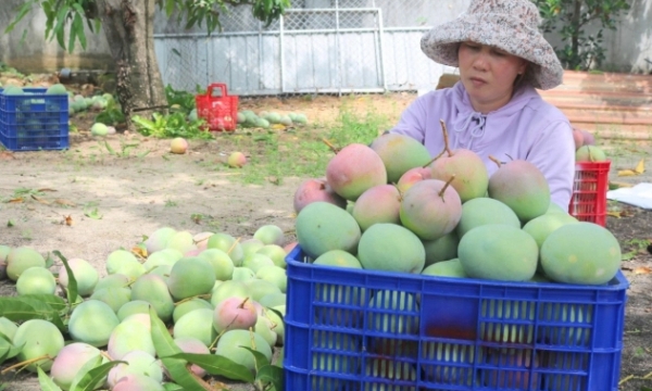 Nông sản chủ lực của Khánh Hòa tiêu thụ gặp nhiều khó khăn