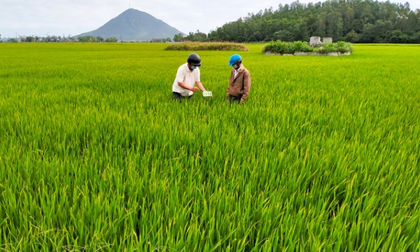 Phú Yên: Thời tiết bất lợi, nguy cơ phát sinh sâu bệnh gây hại cây trồng