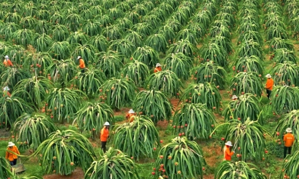 Bình Thuận kêu gọi doanh nghiệp đầu tư khai thác tiềm năng nông nghiệp