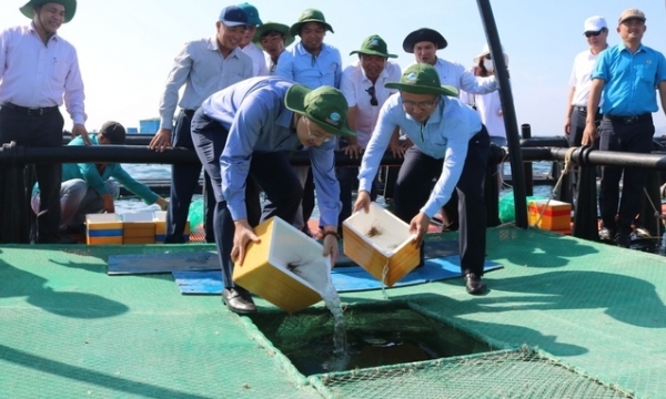 Khanh Hoa pilots high-tech marine farming in the open sea area