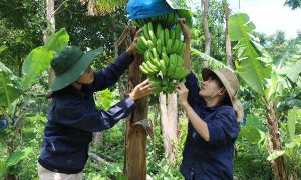 Khánh Hòa: 80% diện tích lúa, rau, cây ăn quả sẽ ứng dụng IPHM
