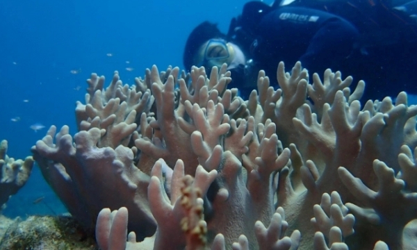 Three goals, five outcomes in protecting coral reefs in Nha Trang Bay