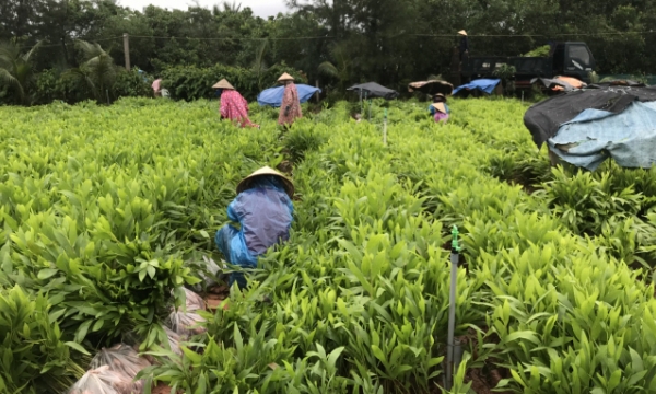 Bình Thuận trồng rừng tập trung hơn 1.800 ha
