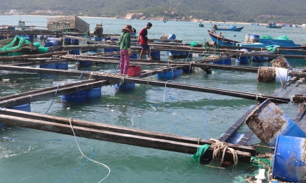 The risks of traditional marine farming methods