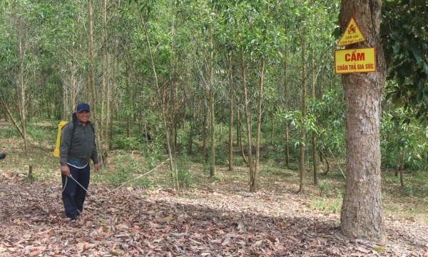 Khánh Hòa: Gần 9.500 ha rừng đăng ký nhận khoán