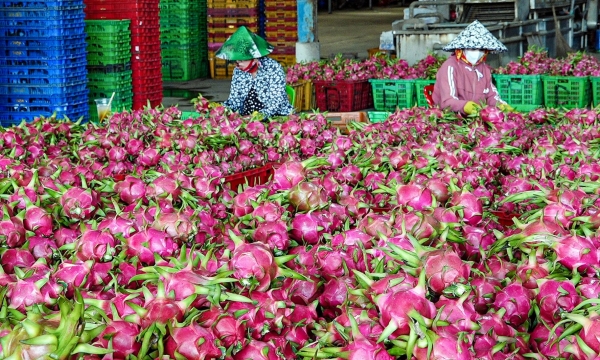 Off-season dragon fruit production: a promising export market