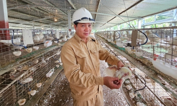 Trang trại nuôi bồ câu Pháp khép kín, doanh thu mỗi tháng 2 tỷ đồng