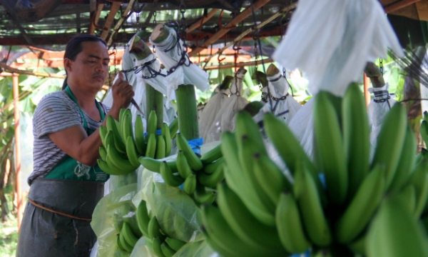 Philippines miễn phí kiểm tra thuốc bảo vệ thực vật trên rau quả xuất khẩu