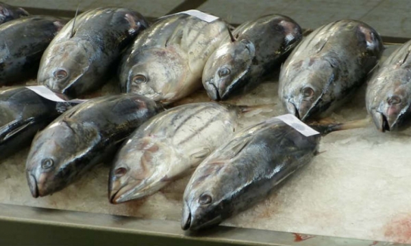 Tuna exports spike in April